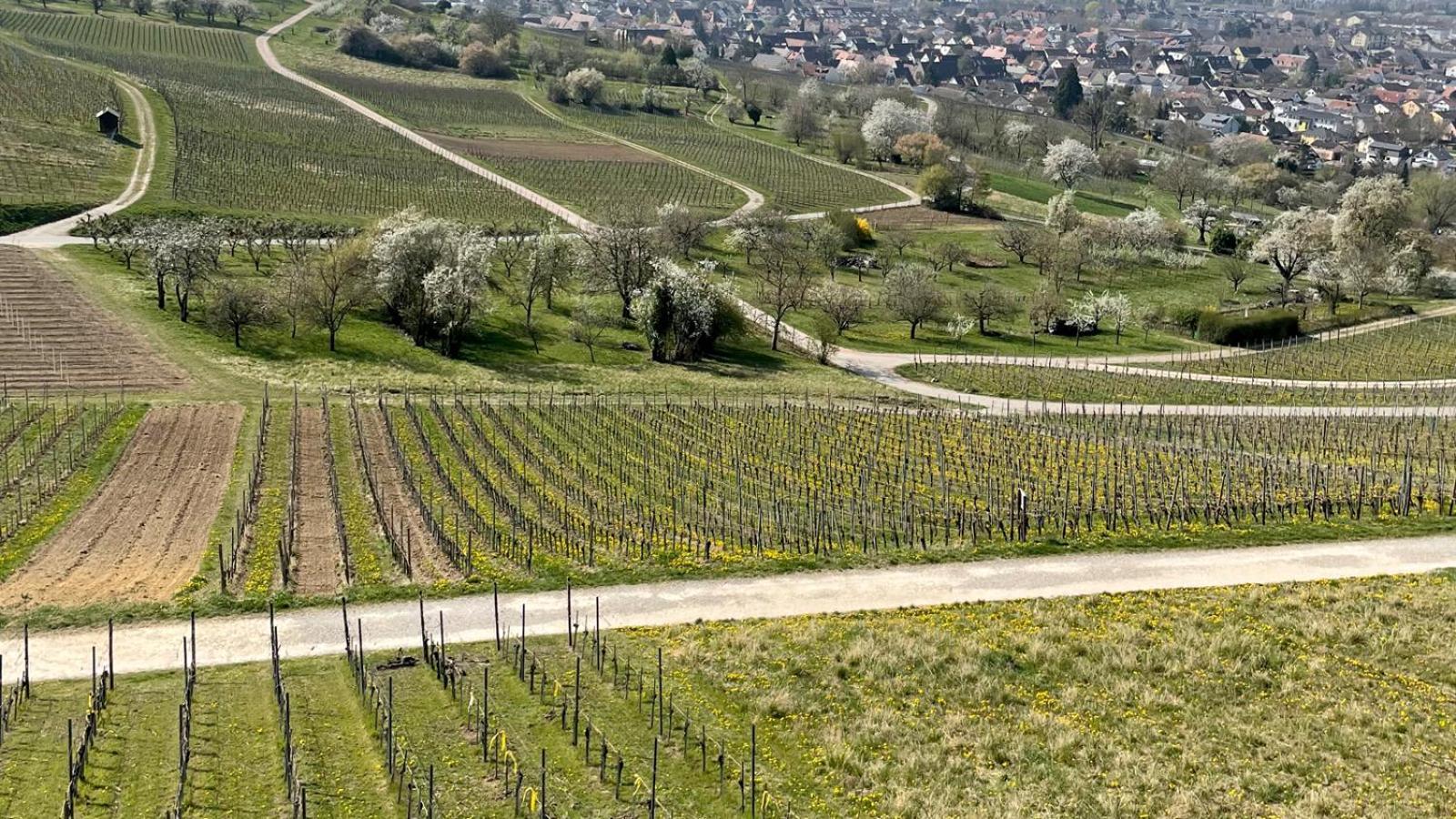 Landgasthof Rebstock Weil Am Rhein / Basel Ngoại thất bức ảnh
